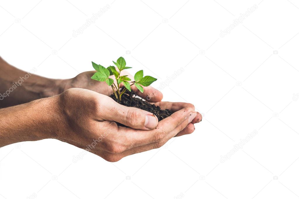 Hands holding young green plant