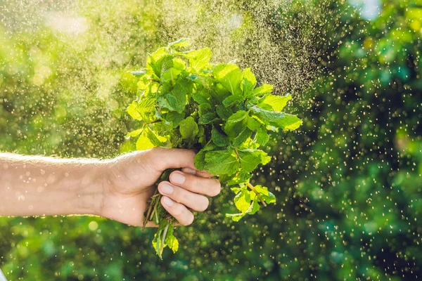 Manojo de menta en la mano — Foto de Stock