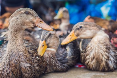 Vietnamca piyasada Satılık ördek.