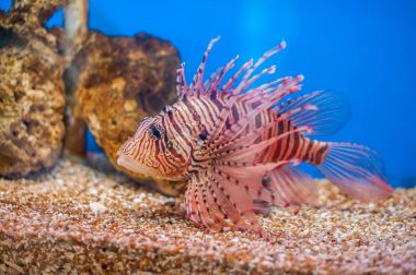Kırmızı lionfish Yüzme.