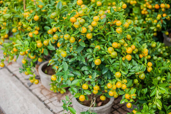 Kumquat, the symbol of Vietnamese lunar