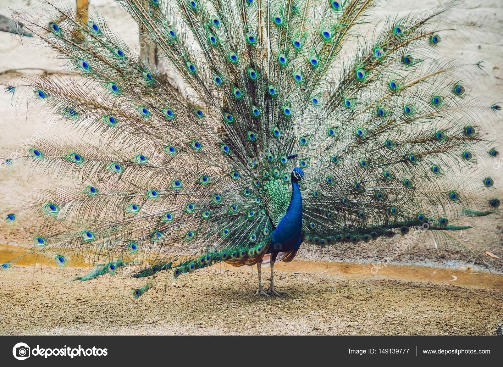 Imágenes de Descansando del pavo real, fotos de Descansando del pavo real  sin royalties | DepositPhotos, image size:1600x1167