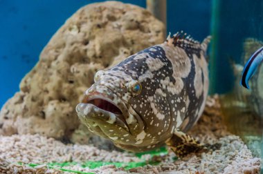 Dev orfoz veya Queensland orfoz tank.
