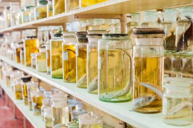 Deniz hayvanları korunmuş alkol 