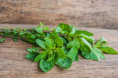 Taze organik fesleğen demet