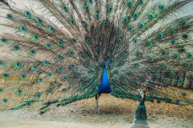 Güzel kabarık kuyruğu yayılan tavus kuşu