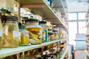 Deniz hayvanları korunmuş alkol 