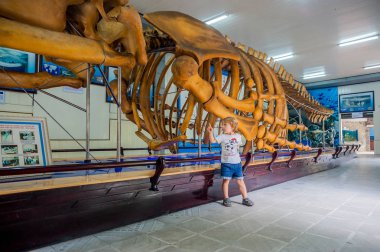 whale skeleton at the Oceanographic Museum of Vietnam. clipart