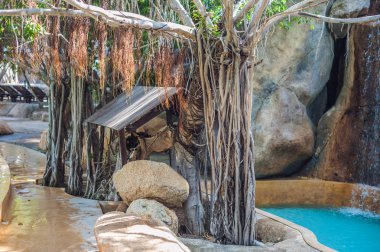 Vietnam havuzun tropik ağaç