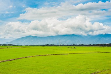 pirinç alan yeşil çimen