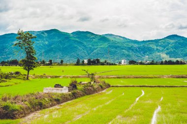 pirinç alan yeşil çimen