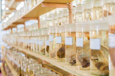 Deniz hayvanları korunmuş alkol 