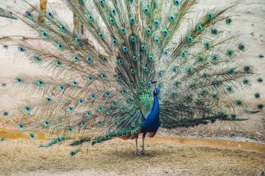 Peacock spreading the beautiful fluffy tail clipart