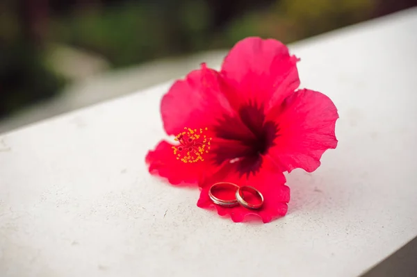 Eheringe in Hibiskusblüte. — Stockfoto