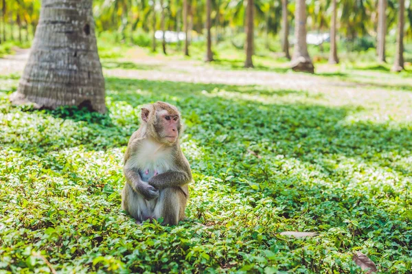 Makak monkeysitting yere — Stok fotoğraf