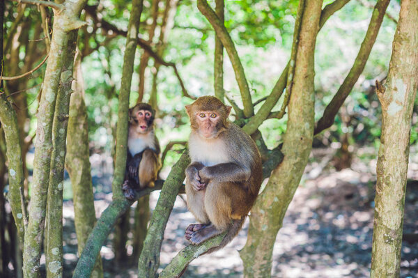 Macaque monkeys sitting on the tree