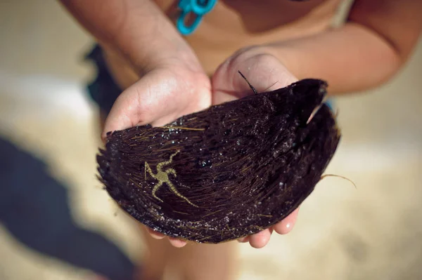 Pequena estrela-do-mar em coco nas mãos — Fotografia de Stock