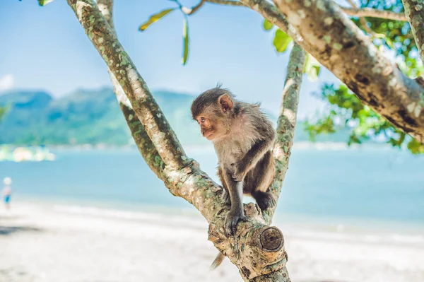 Ağaç üzerinde oturan makak maymunu. — Stok fotoğraf