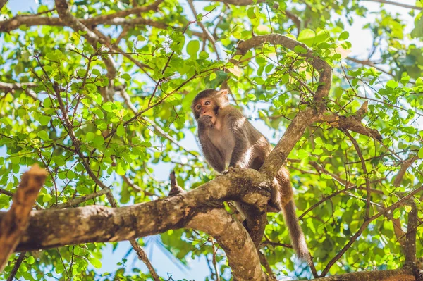 Ağaç üzerinde oturan makak maymunu. — Stok fotoğraf