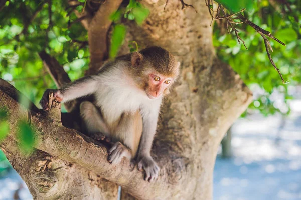 Macaque monkey sitting on the tree. — Stock Photo, Image