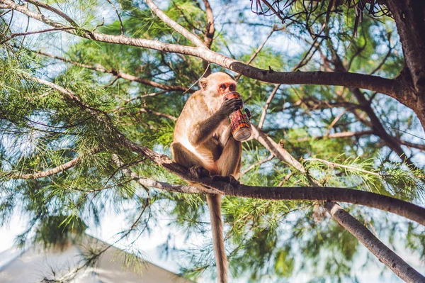 Monkey drinking soda — Stock Photo, Image