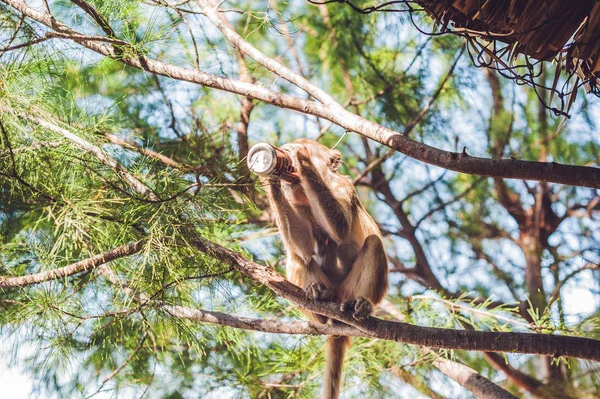 Monkey drinking soda — Stock Photo, Image