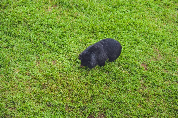 黒い熊の緑豊かな緑の芝生の種をまく — ストック写真