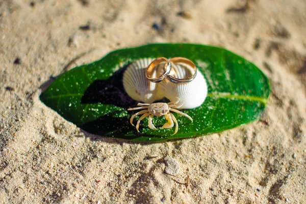 Pequenos anéis de caranguejo e noivado — Fotografia de Stock