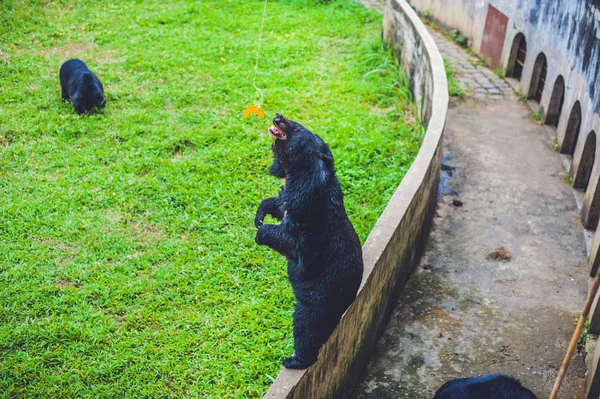 Черный медведь сеет в зеленой траве — стоковое фото