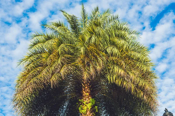 Palm fa. Utazás, nyári — Stock Fotó