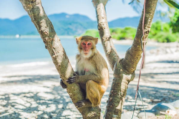 Singe macaque assis sur l'arbre . — Photo