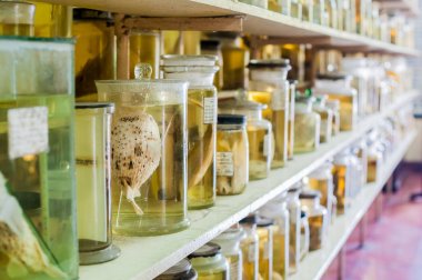 Deniz hayvanları korunmuş alkol 