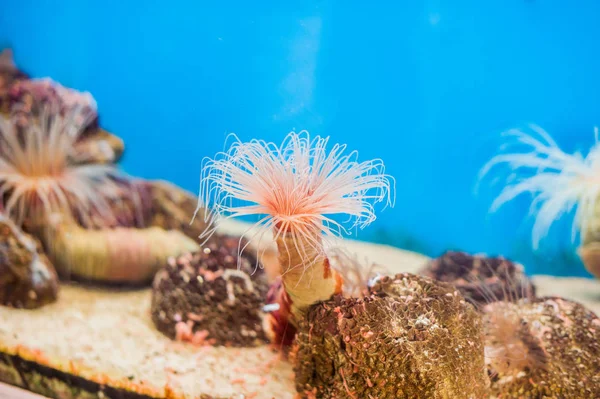 pink Tube anemone