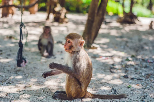 Macaque monkeys sitting on the ground — Stock Photo, Image