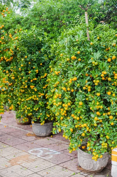 Kumquat, das Symbol des vietnamesischen Mondes — Stockfoto