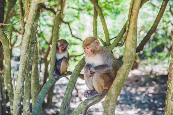 Macacos macacos sentados na árvore — Fotografia de Stock