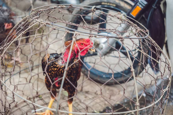 Hühner Die Auf Dem Vietnamesischen Markt Verkauft Werden Asiatisches Ernährungskonzept — Stockfoto