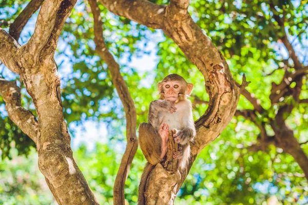 Macaque monkey sitting on the tree. — Stock Photo, Image