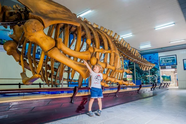 Bálna csontváza a vietnami Oceanográfiai Múzeum. — Stock Fotó