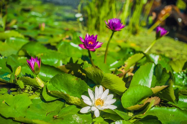 Violette Und Weiße Lotusblüten Tropenblumen Konzept — Stockfoto