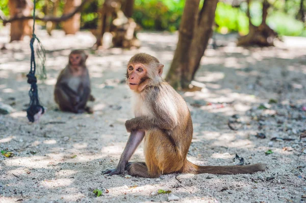 Macaque monkeys sitting on the ground — Stock Photo, Image