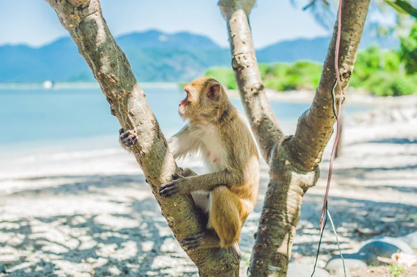 Macaco macaco sentado na árvore . — Fotografia de Stock