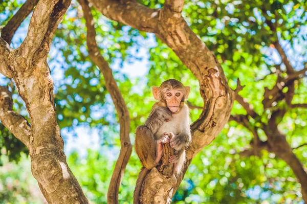 Macaque monkey sitting on the tree. — Stock Photo, Image