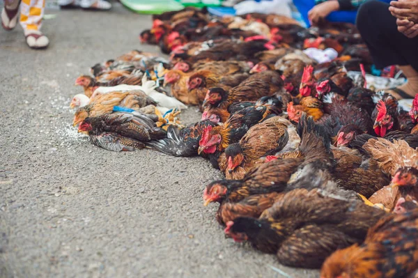 Kurczaka sprzedawane w wietnamskim rynku. — Zdjęcie stockowe