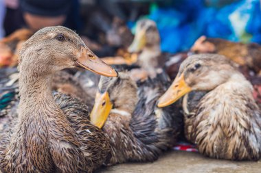 Vietnamca piyasada Satılık ördek.