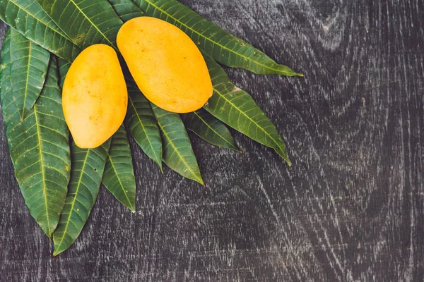 Hojas de mango y mango —  Fotos de Stock