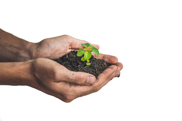 Hands holding young green plant