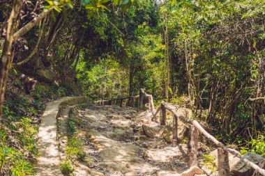 Orman arasında kayalık yol