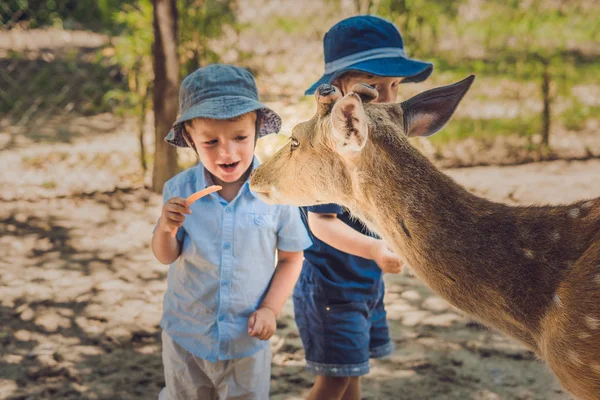 Mały chłopiec karmienia jelenia — Zdjęcie stockowe