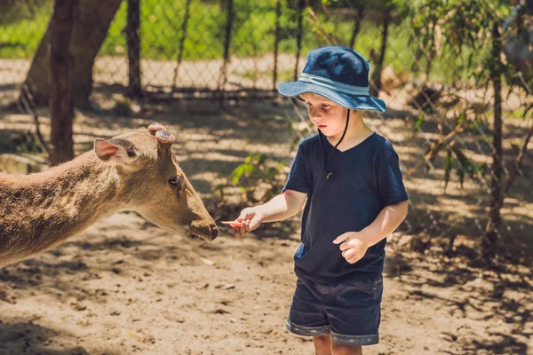 Petit garçon nourrissant des cerfs — Photo